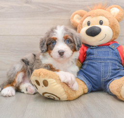 6 week old Mini Bernedoodle Puppy For Sale - Pilesgrove Pups