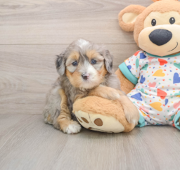 6 week old Mini Bernedoodle Puppy For Sale - Pilesgrove Pups
