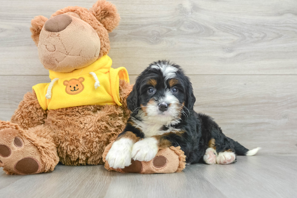 Cute Mini Bernedoodle Baby