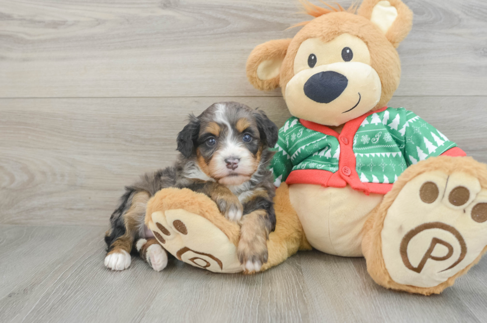 5 week old Mini Bernedoodle Puppy For Sale - Pilesgrove Pups