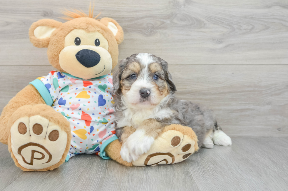 6 week old Mini Bernedoodle Puppy For Sale - Pilesgrove Pups