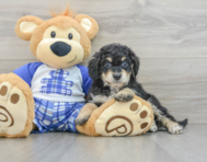 7 week old Mini Bernedoodle Puppy For Sale - Pilesgrove Pups