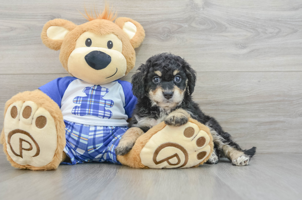 7 week old Mini Bernedoodle Puppy For Sale - Pilesgrove Pups