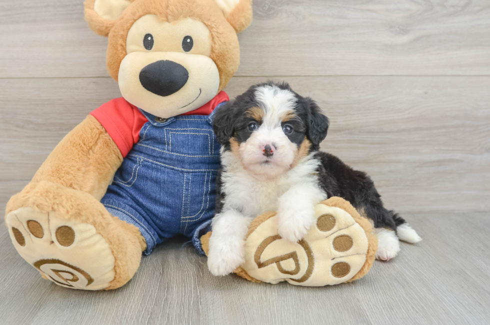 5 week old Mini Bernedoodle Puppy For Sale - Pilesgrove Pups