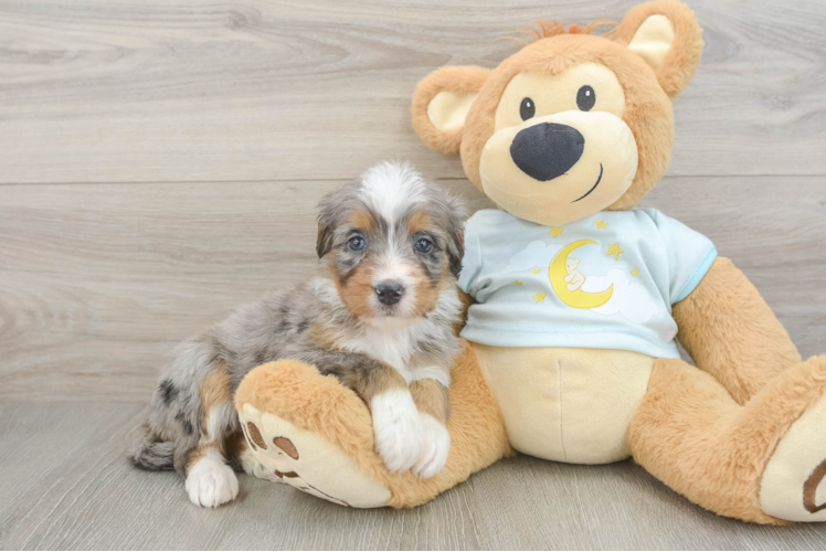 Happy Mini Bernedoodle Baby