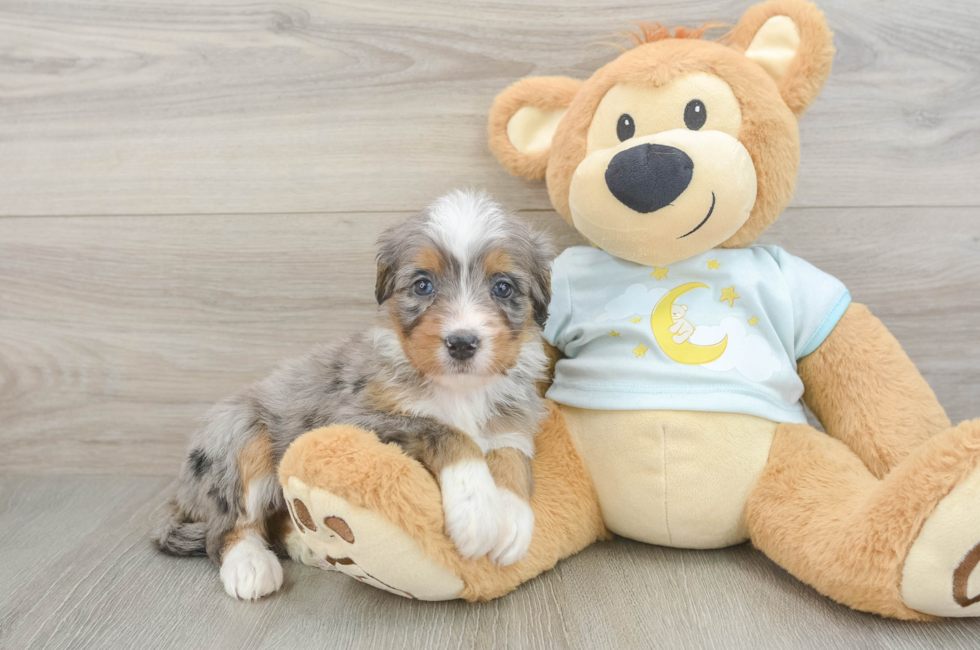 6 week old Mini Bernedoodle Puppy For Sale - Pilesgrove Pups