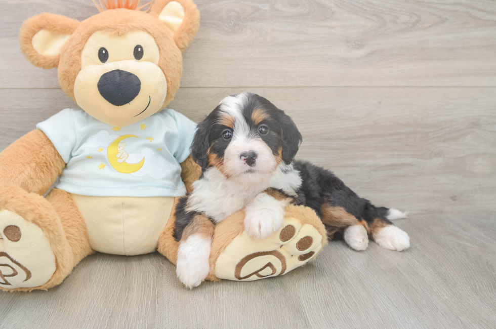 5 week old Mini Bernedoodle Puppy For Sale - Pilesgrove Pups