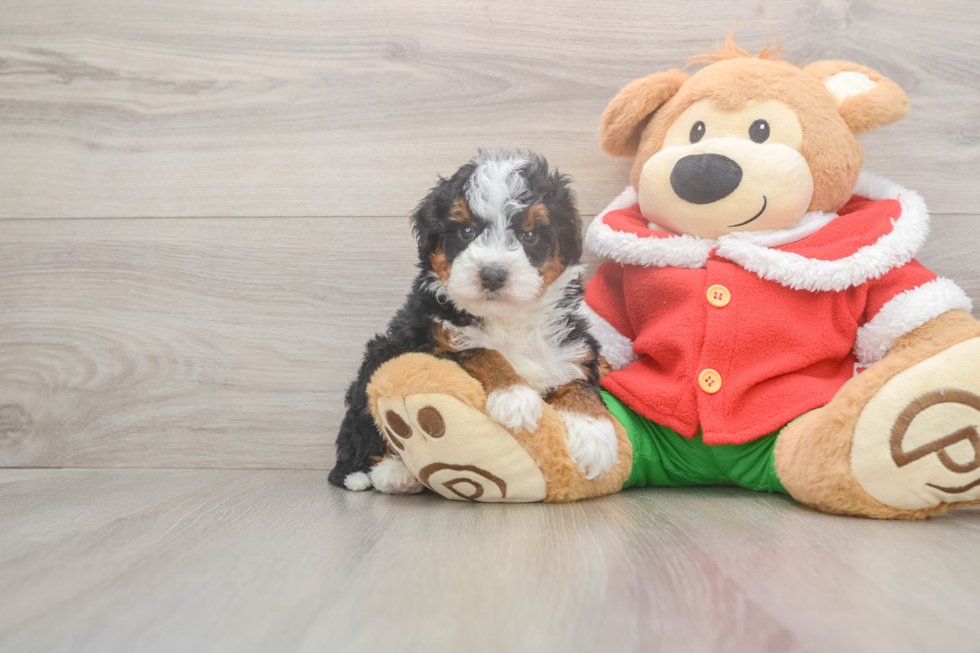 Best Mini Bernedoodle Baby