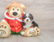 5 week old Mini Bernedoodle Puppy For Sale - Pilesgrove Pups