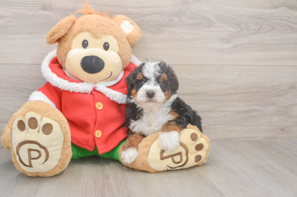 5 week old Mini Bernedoodle Puppy For Sale - Pilesgrove Pups