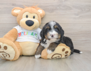 7 week old Mini Bernedoodle Puppy For Sale - Pilesgrove Pups