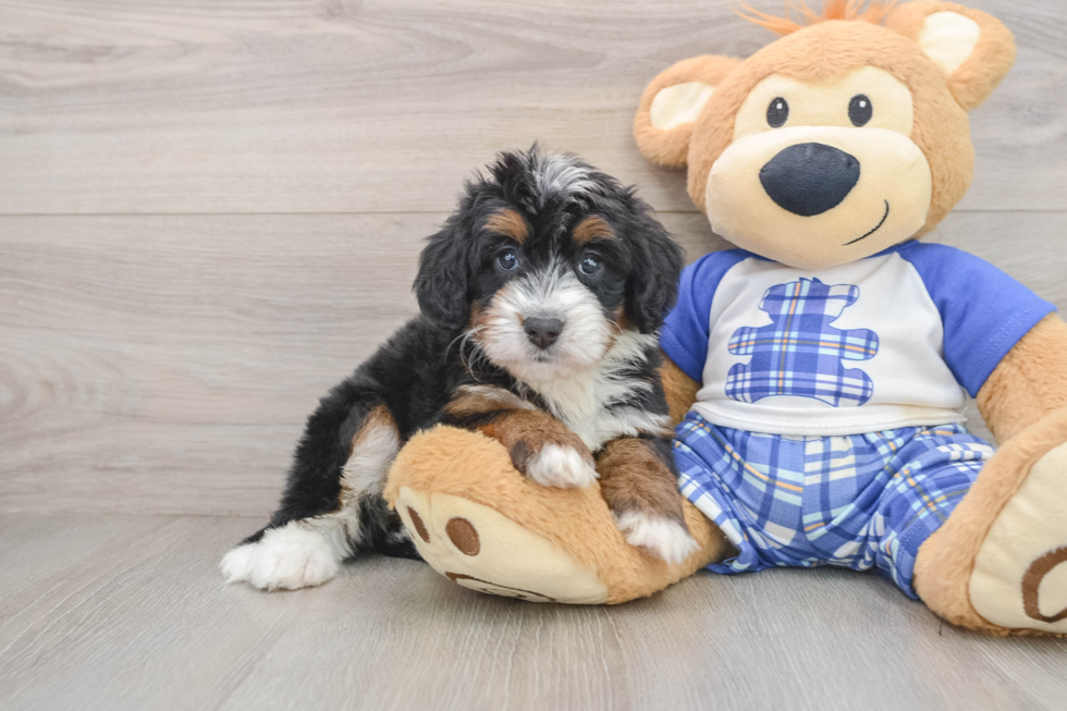 Mini Bernedoodle Pup Being Cute