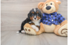 Mini Bernedoodle Puppy for Adoption