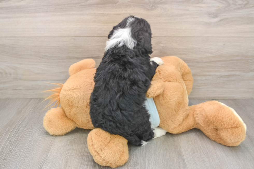 Best Mini Bernedoodle Baby