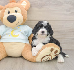 7 week old Mini Bernedoodle Puppy For Sale - Pilesgrove Pups