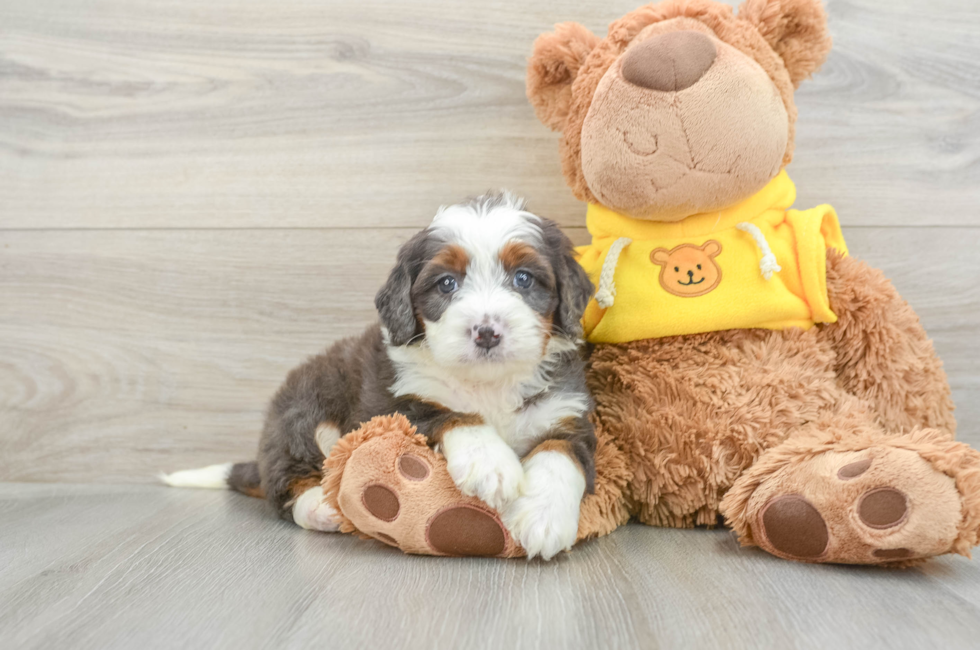 6 week old Mini Bernedoodle Puppy For Sale - Pilesgrove Pups