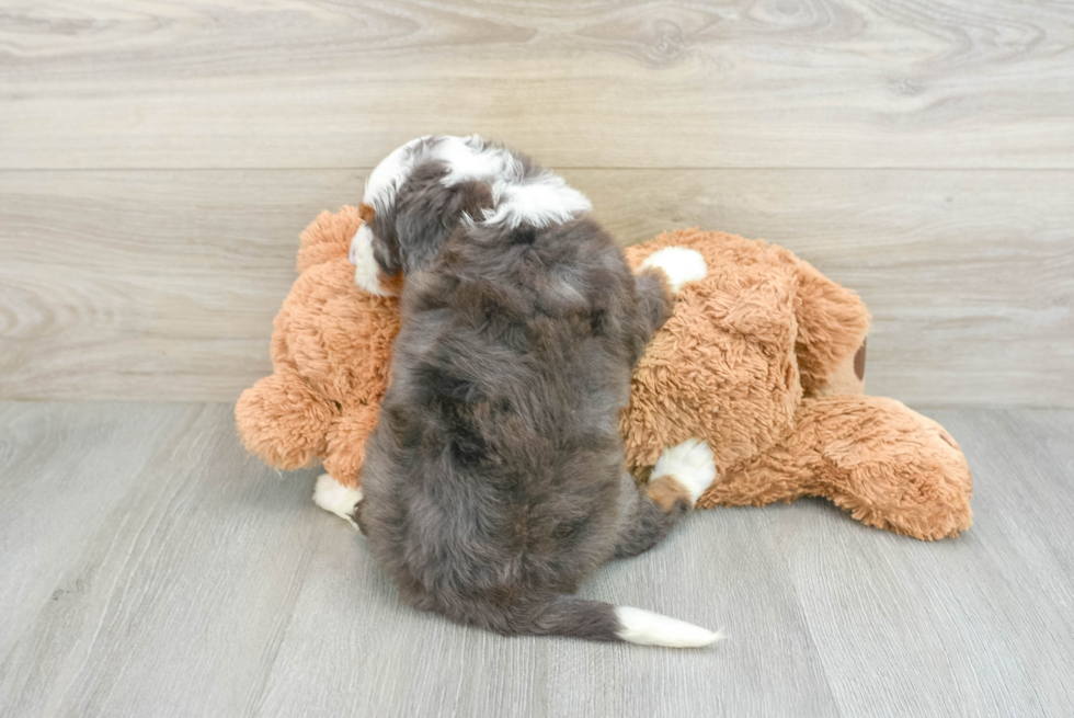 Hypoallergenic Bernadoodle Poodle Mix Puppy