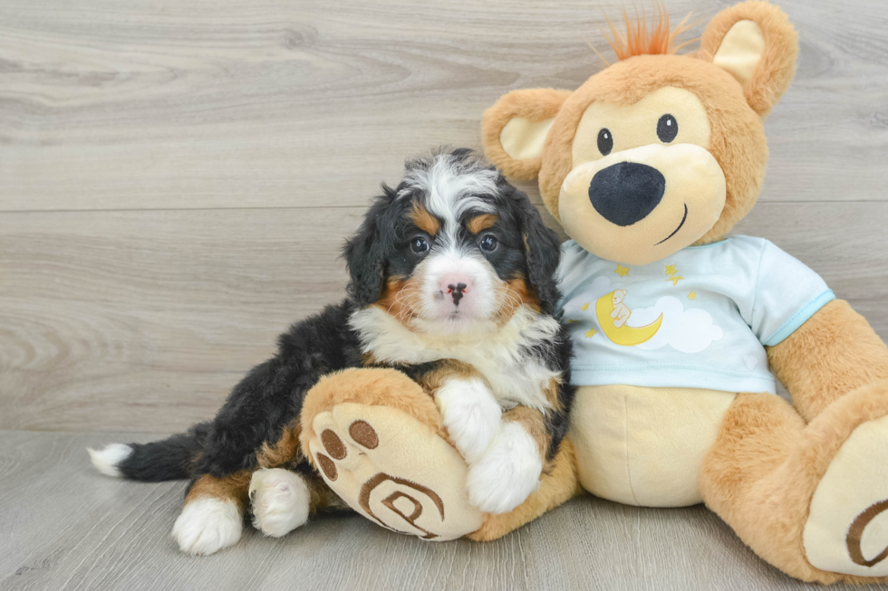 Cute Mini Bernedoodle Baby