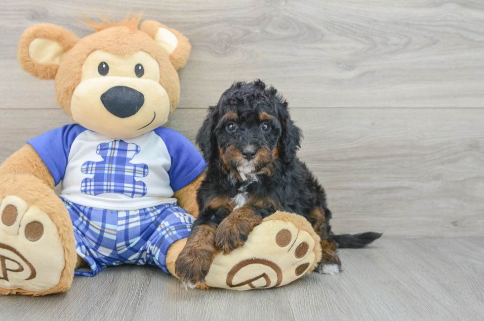 6 week old Mini Bernedoodle Puppy For Sale - Pilesgrove Pups