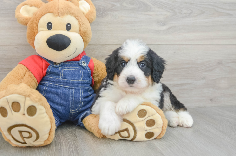 5 week old Mini Bernedoodle Puppy For Sale - Pilesgrove Pups