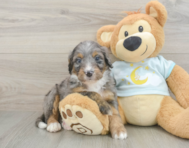5 week old Mini Bernedoodle Puppy For Sale - Pilesgrove Pups