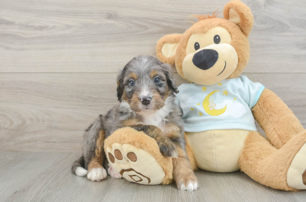 6 week old Mini Bernedoodle Puppy For Sale - Pilesgrove Pups