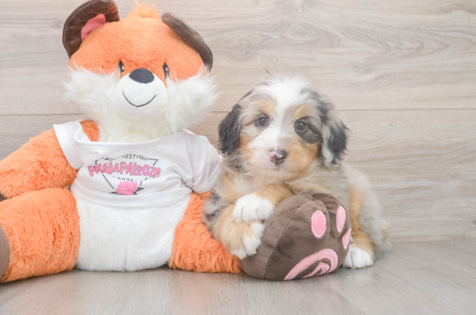 5 week old Mini Bernedoodle Puppy For Sale - Pilesgrove Pups