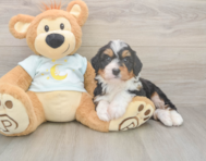 5 week old Mini Bernedoodle Puppy For Sale - Pilesgrove Pups