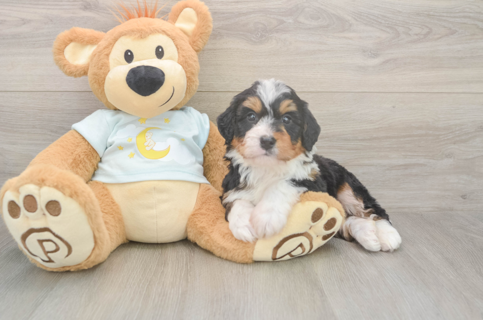 5 week old Mini Bernedoodle Puppy For Sale - Pilesgrove Pups