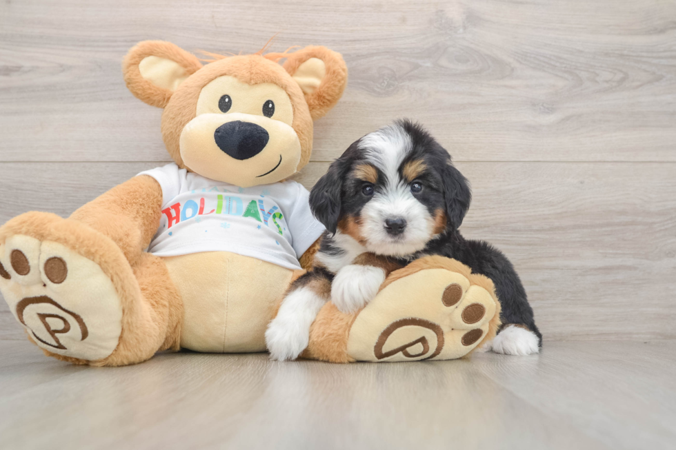 Mini Bernedoodle Puppy for Adoption