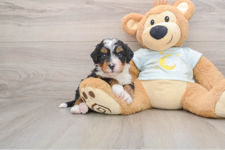 Popular Mini Bernedoodle Poodle Mix Pup