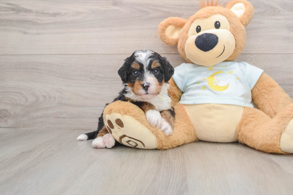 Popular Mini Bernedoodle Poodle Mix Pup