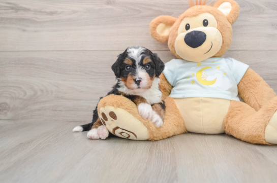 Popular Mini Bernedoodle Poodle Mix Pup