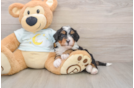 Petite Mini Bernedoodle Poodle Mix Pup