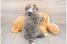 Cute Mini Bernedoodle Baby