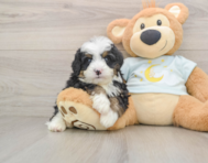 6 week old Mini Bernedoodle Puppy For Sale - Pilesgrove Pups