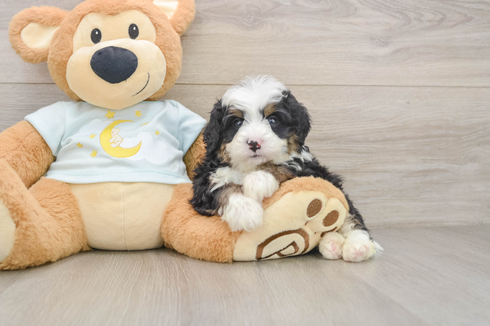 Fluffy Mini Bernedoodle Poodle Mix Pup
