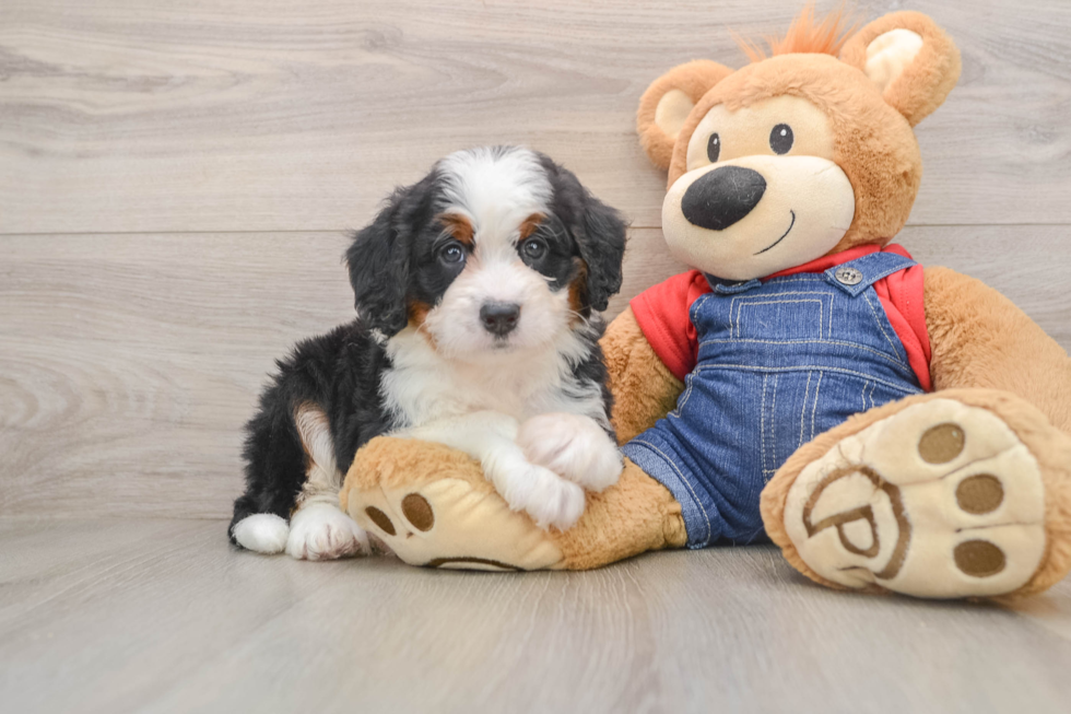 Smart Mini Bernedoodle Poodle Mix Pup