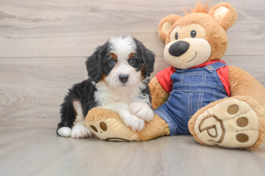 DARIUS, a Mini Bernedoodle littermate