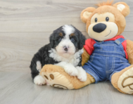 7 week old Mini Bernedoodle Puppy For Sale - Pilesgrove Pups
