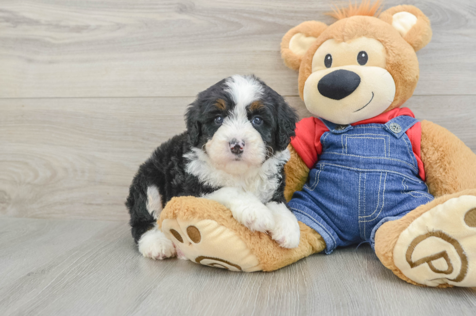 5 week old Mini Bernedoodle Puppy For Sale - Pilesgrove Pups
