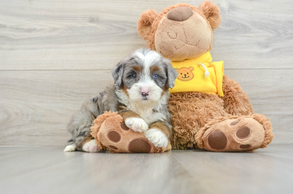 6 week old Mini Bernedoodle Puppy For Sale - Pilesgrove Pups