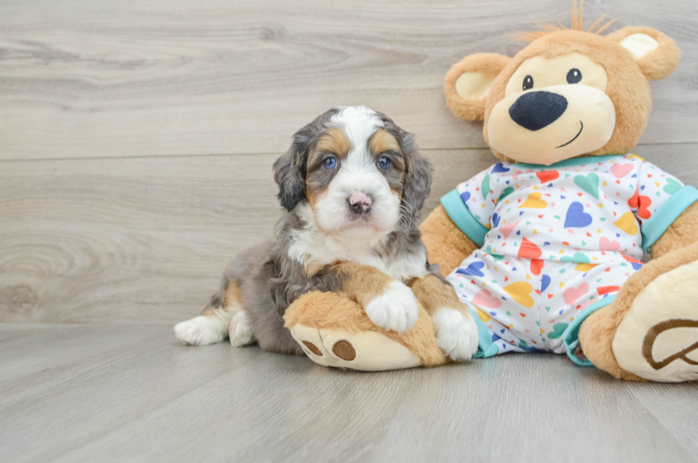 6 week old Mini Bernedoodle Puppy For Sale - Pilesgrove Pups