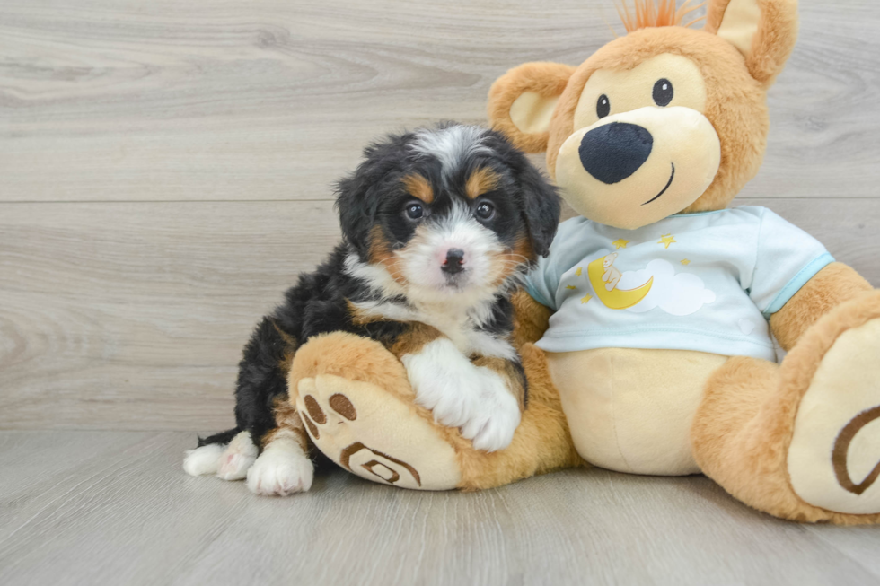 Best Mini Bernedoodle Baby