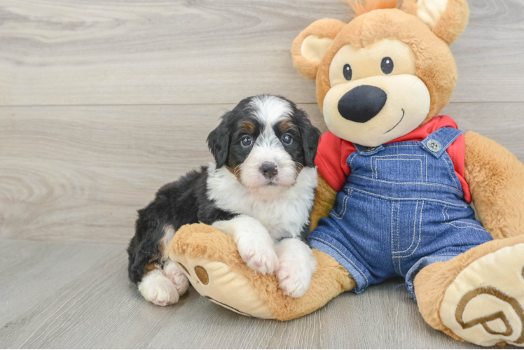 Happy Mini Bernedoodle Baby