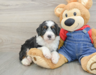 7 week old Mini Bernedoodle Puppy For Sale - Pilesgrove Pups
