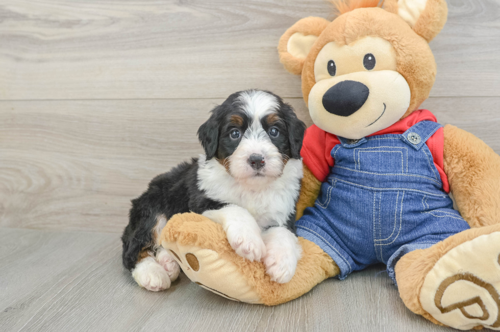 5 week old Mini Bernedoodle Puppy For Sale - Pilesgrove Pups