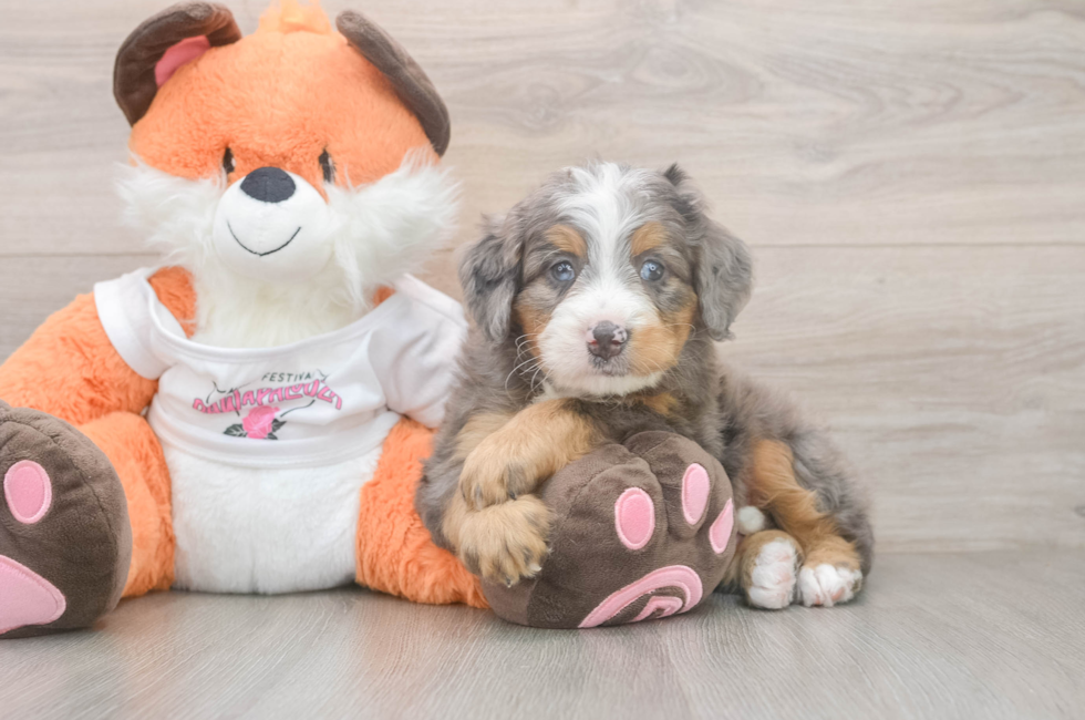 5 week old Mini Bernedoodle Puppy For Sale - Pilesgrove Pups