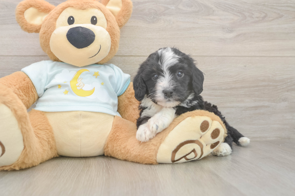 5 week old Mini Bernedoodle Puppy For Sale - Pilesgrove Pups