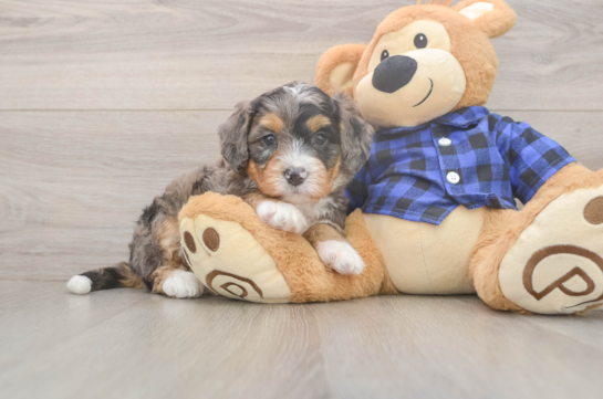 6 week old Mini Bernedoodle Puppy For Sale - Pilesgrove Pups Mini Bernedoodle Pup Being Cute